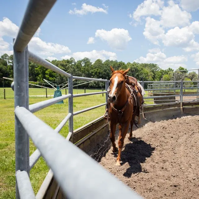 thumbnail for publication: Keeping Horses Healthy on the Road